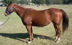 A common flaw that negatively affects the horse s balance is a back that is long in relation to the neck and hip.