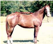 A longer topline indicates that the horse has a long, weak back, which is often problematic due to long backs having weaker muscling.