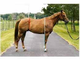 Proportions to consider when determining balance When determining whether a horse is balanced, it is important to examine certain ratios and angles of the body.