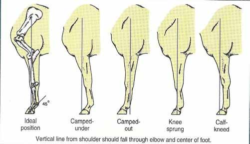 Two other conditions that may be observed from the side of the horse are calf knees (back at the knee) and buck knees ( knee sprung or over at the knees).