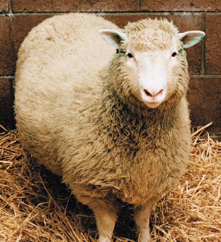 HOW DE-EXTINCTION IS DONE The first clone of a living animal was Dolly the sheep in 1996. Since then, scientists have cloned numerous creatures, including camels, cats, monkeys and rabbits.
