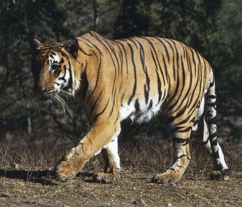 A Bengal tiger in the wild The orangutan is at risk of extinction THE DANGERS OF PLAYING GOD Is it up to humans to play God by controlling life in this way?