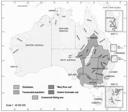 Figure 13: Geographic distribution and commercial fishing area for Murray cod. Distribution of the Mary River cod (inset A) and the eastern freshwater cod (inset B) are also shown.