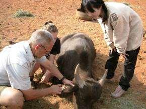 SOUTH AFRICA: Wildlife Veterinary Medicine Internship on a Game Reserve in Limpopo Province Page 2 of 7 Prices: From 1,595 for 2 weeks and 400 for each additional week, excluding flights.