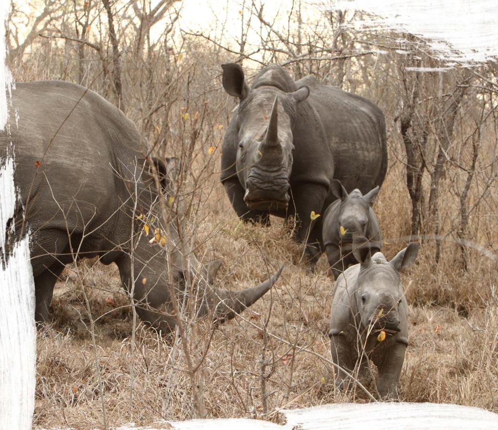 Rhino sighting