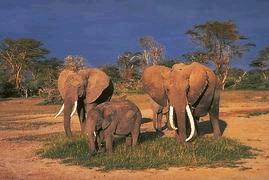 African Elephant Poachers cut off their ivory