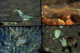 All living things, from mammals to fish and insects,