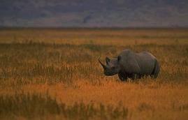 Black Rhino of Africa An endangered species