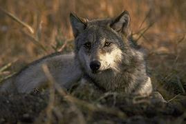 Gray wolves are also endangered