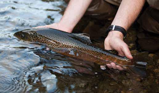 TROUT STOCKING Raised with pride at New Jersey Division of Fish & Wildlife s Pequest Trout Hatchery SPRING Over 570,000 brook, brown and rainbow trout Average size: 10.