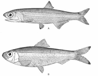 Subdivision Clupeomorpha Order Clupeomorpha - herrings and anchovies all silvery