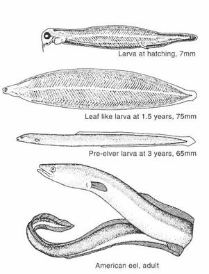Fam. Anguillidae - freshwater eels of North America and Europe - 15 spp.