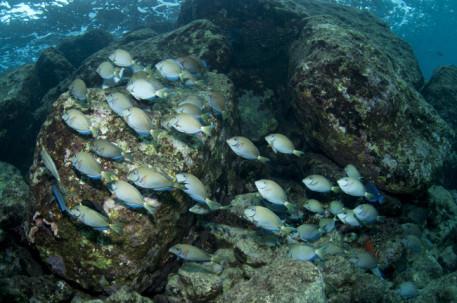 Fig. 3. School of ocean surgeonfish integrated with a school of blue tangs. [http://www.coralreefphotos.