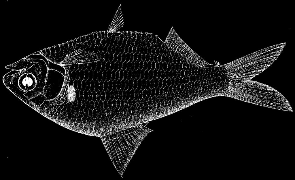 1788 Bony Fishes Anodontostoma chacunda (Hamilton-Buchanan, 1822) Frequent synonyms / misidentifications: Dorosoma chacunda (Hamilton-Buchanan, 1822); Anodontostoma hasseltii Bleeker, 1849;