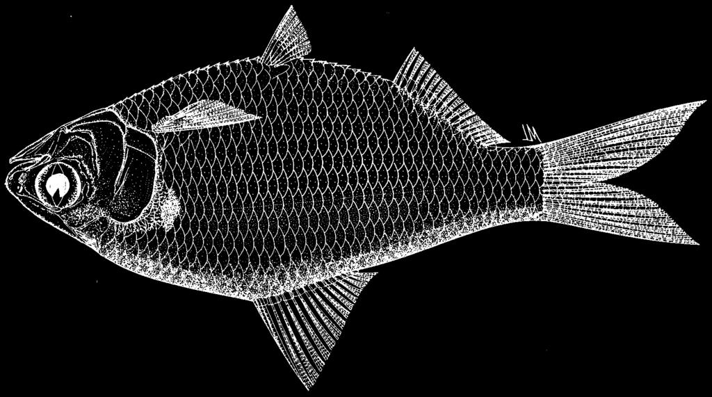 1790 Bony Fishes Anodontostoma thailandiae Wongratana, 1983 Frequent synonyms / misidentifications: None / Anodontostoma chacunda (Hamilton-Buchanan, 1822). FAO names: En - Thai gizzard shad.