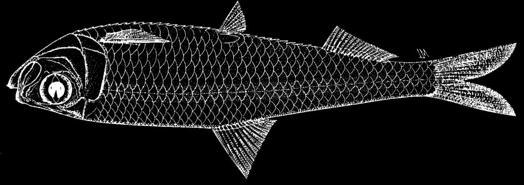1794 Bony Fishes Escualosa elongata Wongratana, 1983 Frequent synonyms / misidentifications: None / None. FAO names: En - Slender white sardine.