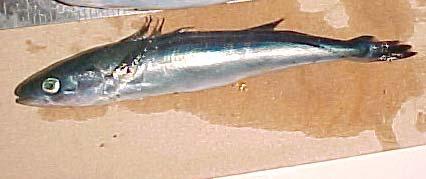 Sablefish (Anoplopoma) % mass 5 4 3 2 1 5 4 3