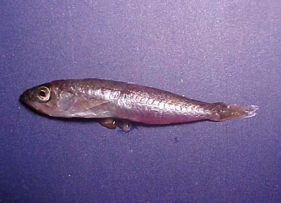 10 Rockfish (Sebastes) % mass 5 10