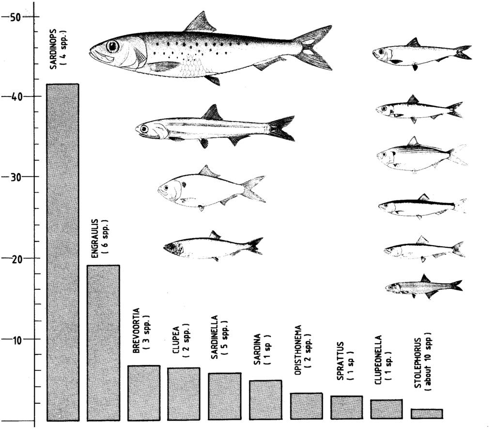 7 The order of these genera varies a little from year to year, depending on the state of the stocks. Other genera which have been of importance in previous years (i.e. a catch of over 100 000 tons) are the round herring Etrumeus (1 species), the wolf herrings (Chirocentrus, 2 species) and the African freshwater Stolothrissa and Limnothrissa (1 species each).