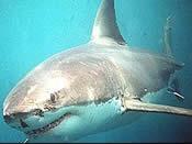 Tiger Shark Hammerhead Shark