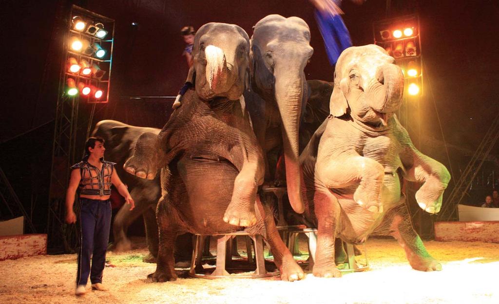 Despite the widely publicised and serious concerns for the welfare of elephants in circuses, in 2012, the Courtney Brothers Circus toured Ireland with five Asian elephants: Baby (or Bebe), Pyra,