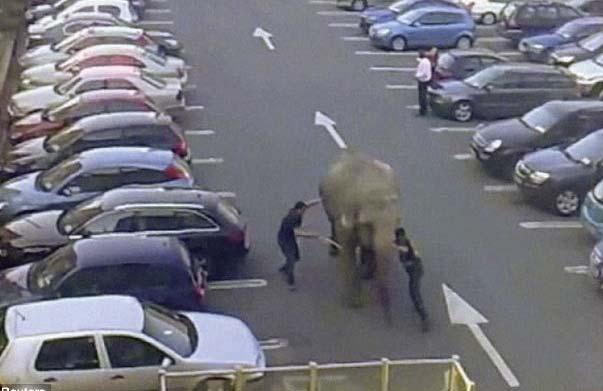 Reuters Baby escapes On 27 March 2012 one of the Courtney Brothers Circus elephants, Baby, escaped from the circus, ran down a road and into a shopping centre car park in Blackpool, County Cork.