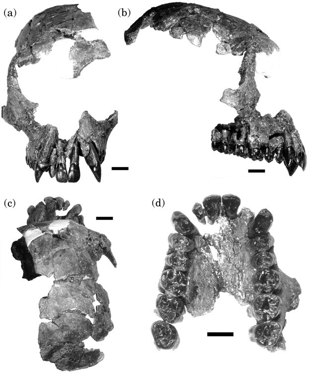 692 L. KORDOS AND D. R. BEGUN Figure 1. RUD 197 200, showing the main conjoinable parts. (a) Frontal view.