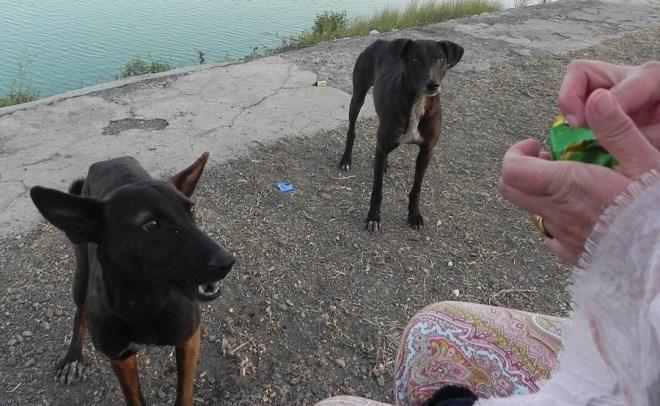 It is a wonderfully pleasant way to begin and end our day. Along the way Petra feeds cookies to a couple favorite stray dogs that live along the path.