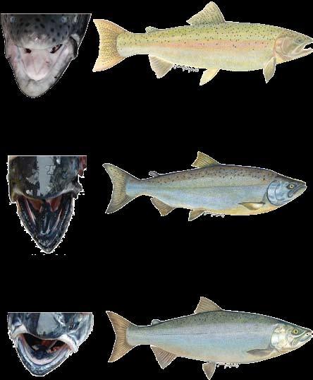 Anadromous Fish Identification Steelhead