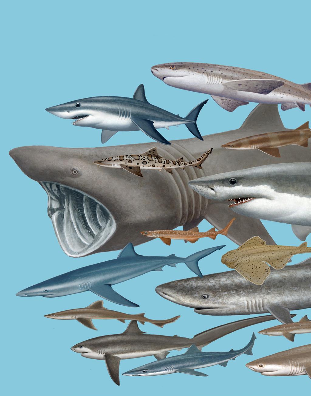 Sharks of Oregon Illustrations by