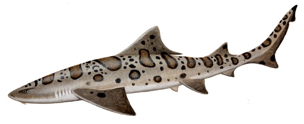 Leopard Shark Triakis semifasciata Perhaps one of the most strikingly beautiful sharks found along the West Coast of North America, the Leopard Shark is easily identified by the variegated pattern of