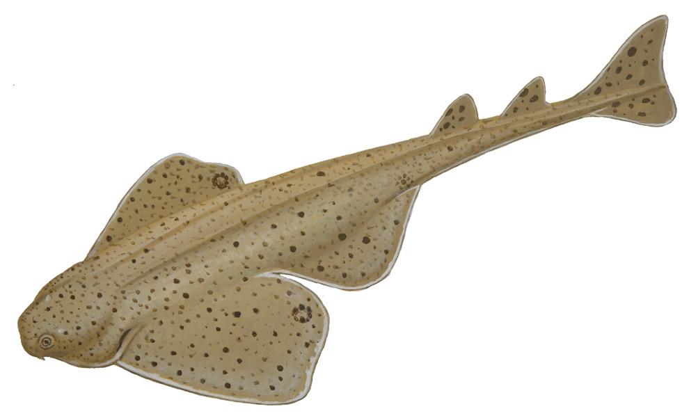Pacific Angel Shark Squatina californica This shark s body is flattened and disk-shaped with broad pectoral fins which resemble angel wings.