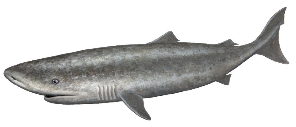 Pacific Sleeper Shark Somniosus pacificus This shark s unusual name is derived from its slow, almost effortless movement through the deep, cold waters of its habitat.