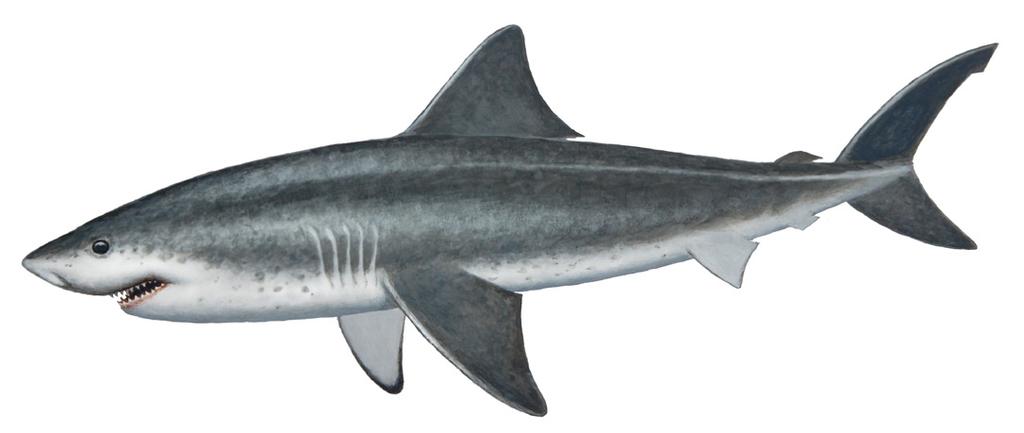 Salmon Shark Lamna ditropis The Salmon Shark can be identified by its pointed snout, large black eyes and grey to black body with a light-colored belly.
