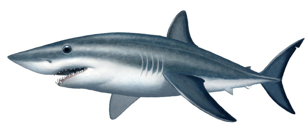 Shortfin Mako Shark Isurus oxyrinchus The Shortfin Mako Shark is an unusual species for two major reasons.