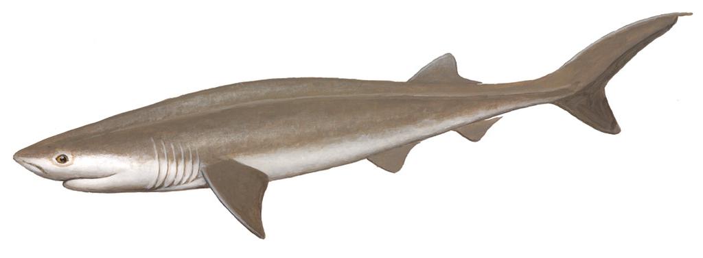 Sixgill Shark Hexanchus griseus The Sixgill Shark looks similar to the Broadnose Sevengill Shark.