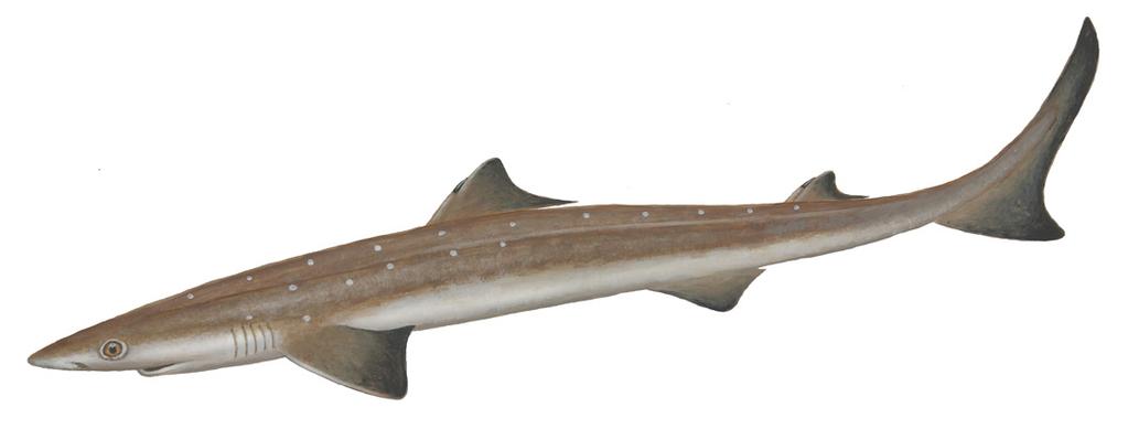 Spiny Dogfish Shark Squalus acanthius This shark species is unusual in two major ways.