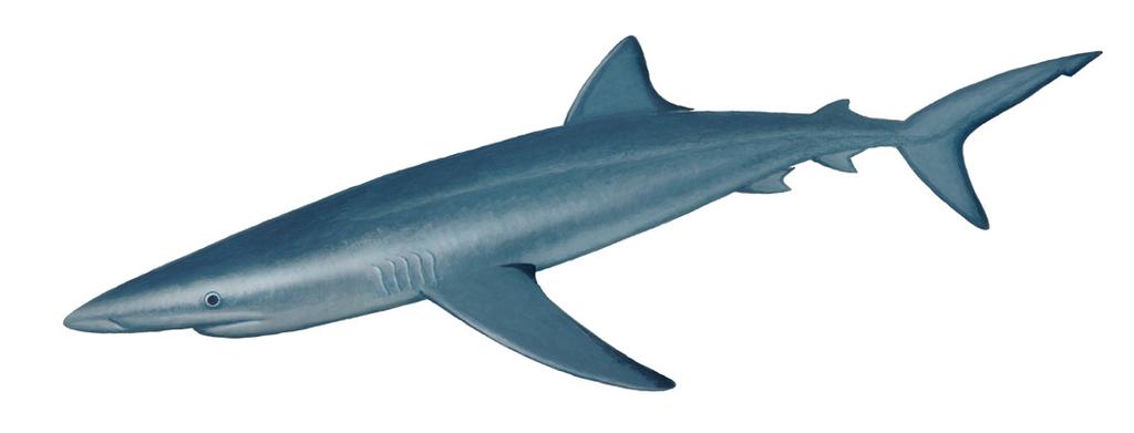 Blue Shark Prionace glauca The Blue Shark has a narrow, sleek body that starts with a long pointed snout.