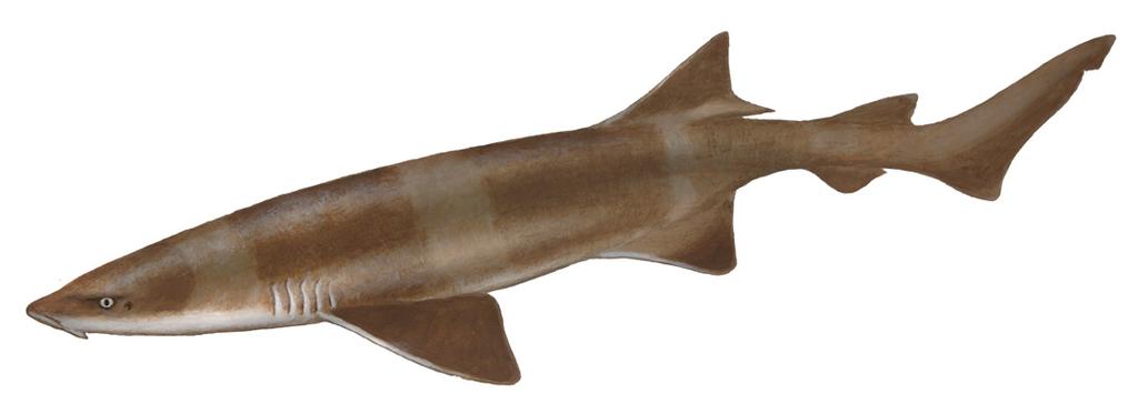 Brown Catshark Apristurus brunneus The Brown Catshark is a small animal with a soft, slender body. Unlike many other sharks, it has a delicate skin that can be easily damaged.