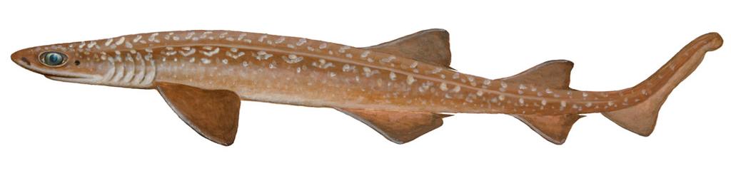 Filetail Catshark Parmaturus xaniurus This is a small (usually less than 2 feet or 55 cm in length) sleek-looking fish.