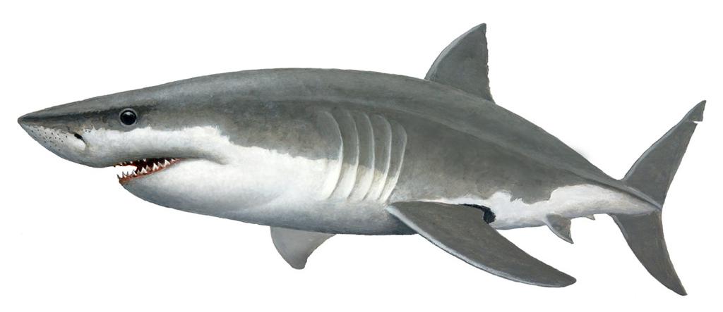 Great White Shark Carcharodon carcharias Few marine animals are as instantly recognizable as the White Shark. Measuring up to 21 feet (6.4 m) in length, they are one of the ocean s largest fish.