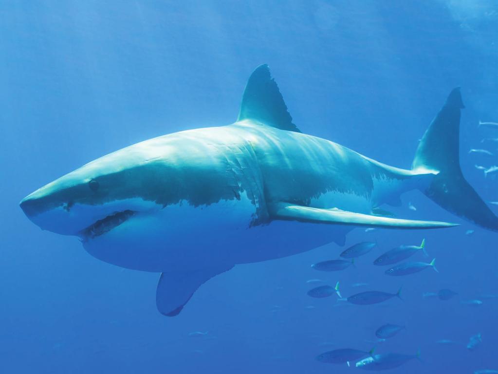 Great white Great white sharks are giant hunters.
