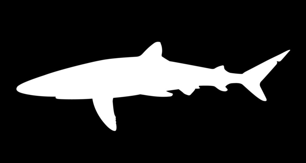 (a) The mako shark (b) The great white (c) The wobbegong Which parts of a shark s body help it steer?