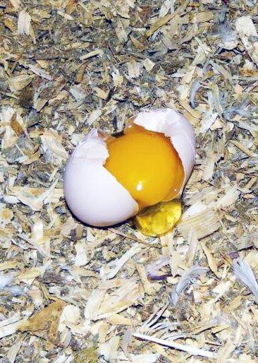 Any broken eggs from the breeder house should be cleaned up immediately to prevent