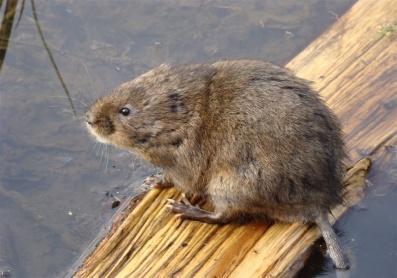 I m a water vole. I became very rare because I was eaten by American minks (released from fur farms.