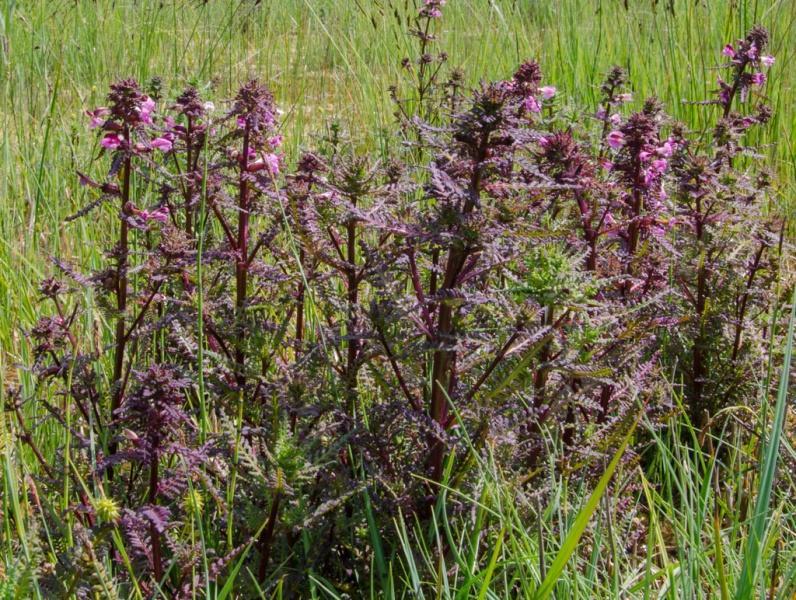 I m marsh lousewort. I grow only in wild, wet places. I m partly parasitic.