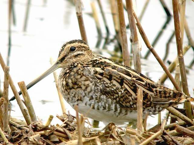 I m a snipe. I find and catch my food (worms and insects) in soft wet mud with my great long beak.