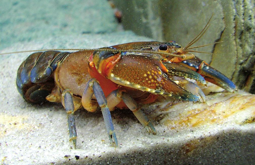 Euastacus morgani sp. n., a new spiny crayfish (Crustacea, Decapoda, Parastacidae) from... 19 Figure 1. Euastacus morgani sp. n. Female specimen, ACP 1103. TYPES. AM P.84264 P.