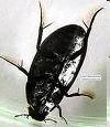 Water Scavenger Beetles 260 Species - (Order: Coleoptera) The adults and larvae