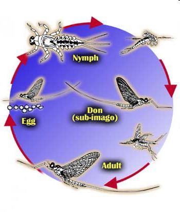 The four stages of a Mayflies life cycle are; egg (Ovum, 1 to 3 weeks), Nymph (Nymphal 11 months to 24 months with 20-30 Moults), Dun (Sub-imago 1 to 4 days) and Spinner (Imago about 1 day).